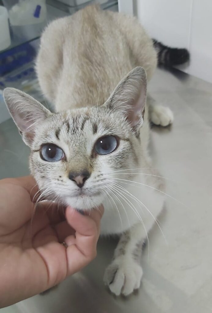 clínica veterinária toca dos animais