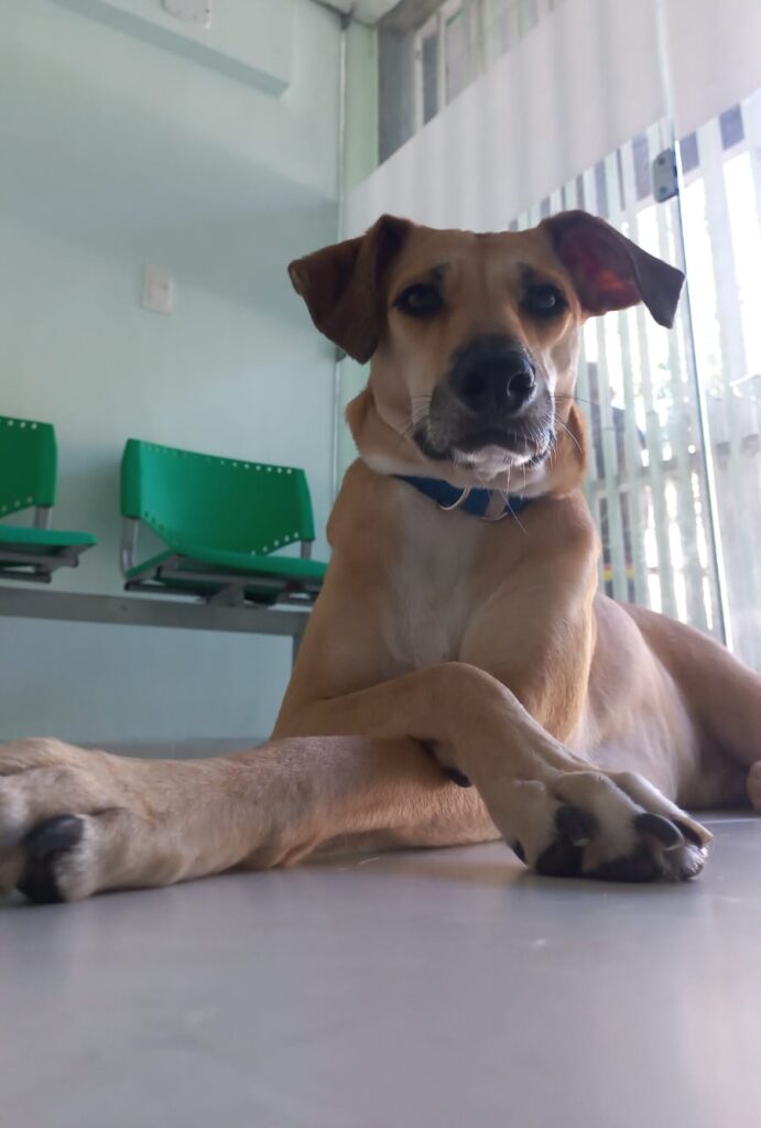 clínica veterinária toca dos animais