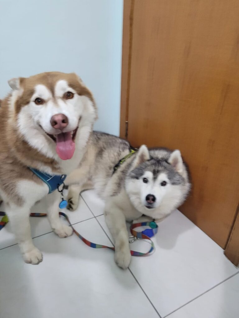 clínica veterinária toca dos animais